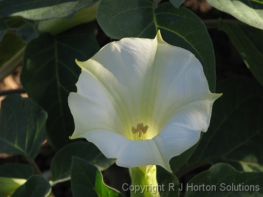 Datura metel